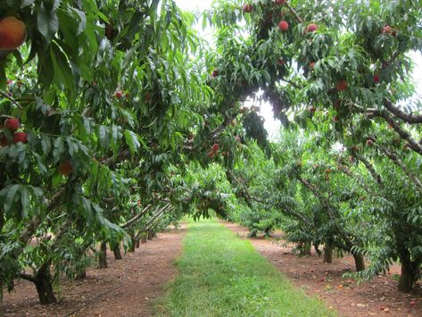 Peach Farm, Peach Orchard, Homestead Gardens, Winery Tours, Peach Trees, Peach Blossoms, Service Animal, Coffee House, Wine Tasting