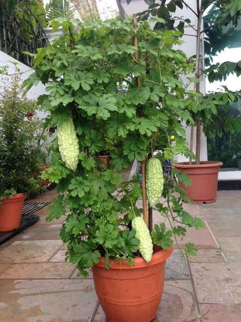 Tanaman Tomat, Cucumber Gardening, Best Vegetables, Small Balcony Garden, Outdoor Trellis, Bitter Melon, Vegetable Garden Diy, Bitter Gourd, Landscaping Garden