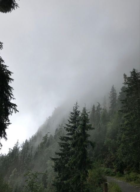 Twilight Trees Aesthetic, Smokey Forest Aesthetic, Foggy Trees Aesthetic, Foggy Rainy Forest Aesthetic, Rain In The Forest Aesthetic, Rain Fog Aesthetic, Cloudy Forest Aesthetic, Foggy Rain Aesthetic, Calm Forest Aesthetic