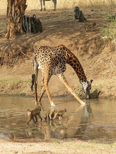 Africa Wildlife, Tanzania Africa, Africa Animals, Tanzania Safari, Watering Hole, Animal References, A Giraffe, Africa Safari, African Wildlife