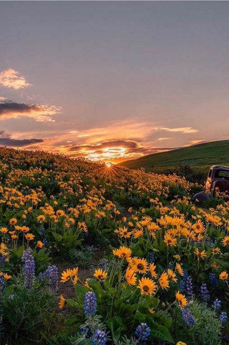 sunset view flowers Sunrise And Flowers, Sunset Flowers Aesthetic, Sunrise Flowers Photography, Sunset With Flowers Aesthetic, Sunset Over Flower Field, Cute Horse Pictures, Winter Sunset, Pretty Sky, Landscape Pictures