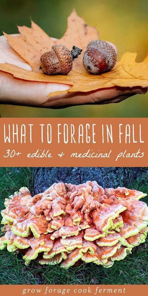 Learn about what to forage in fall! Autumn is an abundant time for foraging and wildcrafting. Fall foraging includes berries, nuts, roots, and mushrooms. #fall #foraging #forage #wildcrafting #autumn #acorns #mushrooms #berries #roots #foraging #edibleflowers Fall Foraging, Plants And Mushrooms, Medical Plants, Wild Foraging, Wild Food Foraging, Foraging Recipes, Edible Wild Plants, Foraged Food, Food Medicine