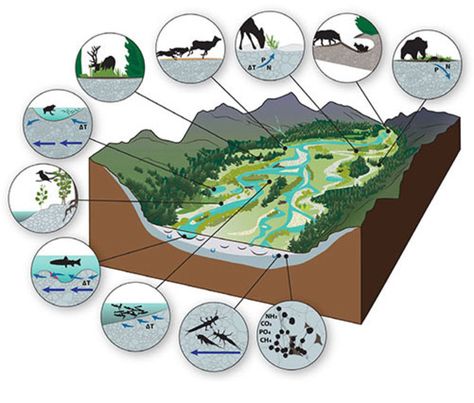 Conservation methods for gravel-bed rivers – which are ecological hotspots in the western U.S. – need to improve in order to deal with the effects of climate change. Floodplain Landscape, Isometric Landscape, River Activities, Landscape Diagram, Landscape Architecture Diagram, Grizzly Bears, Mountain Landscapes, Site Analysis, Water Bodies