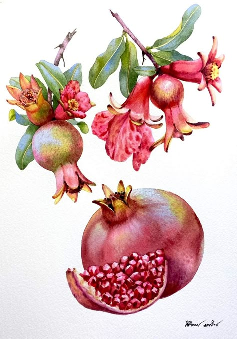 Avocado Painting, Contemporary Botanical Art, Pomegranate Art, Popular Paintings, Watercolor Fruit, Botanical Illustration Vintage, Artist Palette, Desenho Tattoo, Botanical Painting