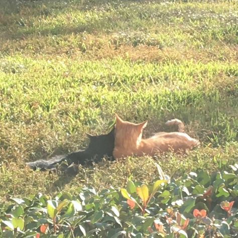 Black, Two Cats, The Grass, Orange