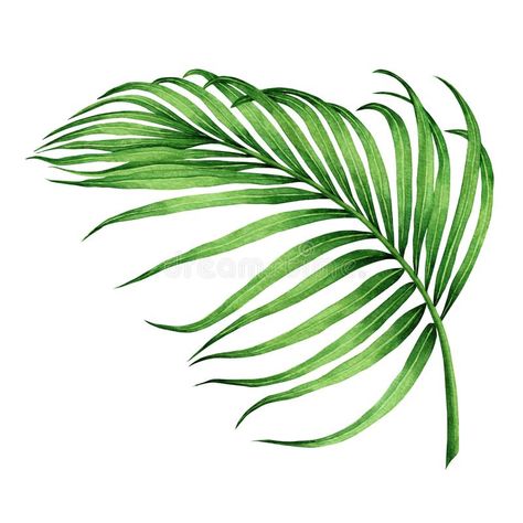 Watercolor painting coconut,palm leaf,green leaves. Isolated on white background.Watercolor hand painted illustration tropical exotic leaf for wallpaper vintage royalty free illustration Backgrounds Green, Vintage Backgrounds, Christmas Aesthetic Wallpaper, Desktop Wallpaper Art, Wallpaper Laptop, Leaf Drawing, Vintage Hawaii, Coconut Palm, Aesthetic Christmas