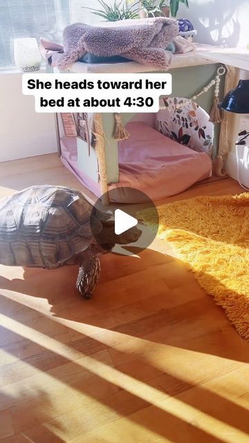 EthelTheGlamourTort on Instagram: "Ethel’s bedtime routine is something to be envied! #bedtimeroutine #petlovers #tortoise" Funny Turtle Videos, Tortoise Pictures, Turtle Spirit Animal, Pet Tortoise, Cute Tortoise, Russian Tortoise, Turtles Funny, Amazing Animal Pictures, Pet Turtle