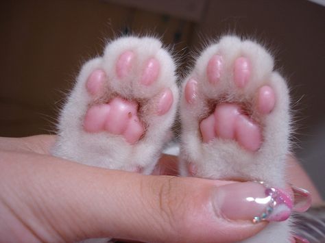 kitty feet, awww Minako Aino, Pink Paws, Charcoal Drawings, Cat Paws, Soft Grunge, Arctic Monkeys, Crazy Cat Lady, 귀여운 동물, Cat Lady