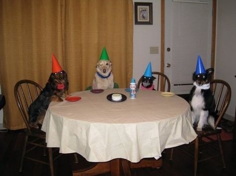 Awkward Animals, Happy Birthday Dog, Funny Happy Birthday, Singing Happy Birthday, Silly Dogs, Dog Party, Silly Animals, Funny Happy, Birthday Pictures