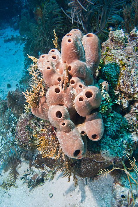 Tube Sponge Coral, Underwater Algae, Ocean Plants Underwater, Seaweed Underwater Photography, Sea Sponge, Sponge Coral, Oceanography, Mushroom Fungi, Aquarium Fish Tank