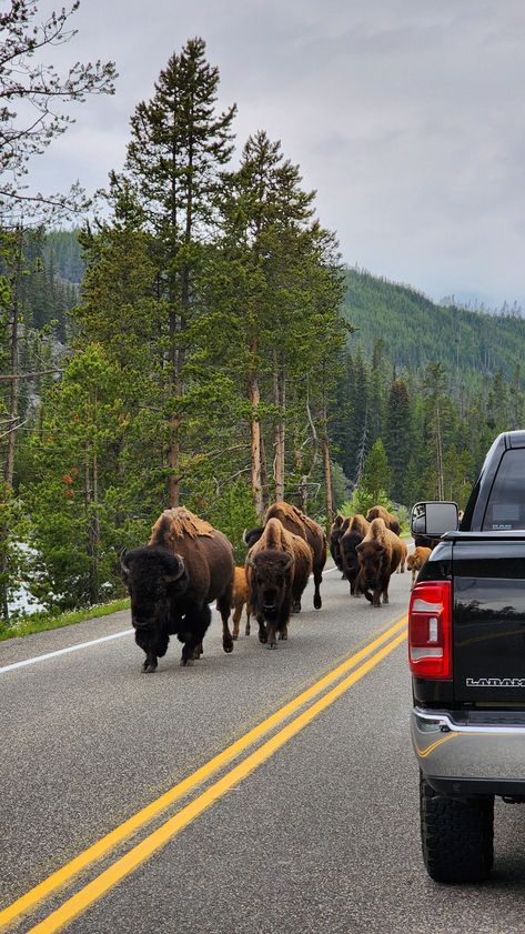 Yellowstone National Park Wyoming National Parks, Yellowstone National Park Aesthetic, Yellowstone Aesthetic, Yellowstone National Park Photography, Yellowstone Photography, West Yellowstone Montana, Summer Roadtrip, Yellowstone Camping, Yellowstone Trip