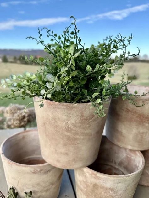 5 Secrets to Aging Terra Cotta Pots with Lime: HOW I DID IT — Hey Honeysuckle Whitewashing Terra Cotta Pots, Diy Aged Terra Cotta Pots, How To Age Terra Cotta Pots, White Wash Terra Cotta Pots, Aging Terra Cotta Pots, Terra Cotta Plant, Diy Chalk Paint Recipe, Large Terracotta Pots, Outdoor Vases