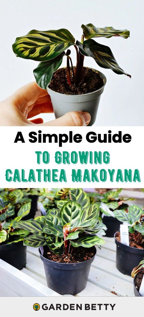 If you’re a fan of prayer plants, put Calathea makoyana on your list. This exotic beauty originated in the Brazilian rainforest, but shines as a houseplant if given the right conditions—here’s what you need to know about caring for the plant also known as Goeppertia makoyana or the peacock plant Peacock Plant Care, Calathea Makoyana Care, Calathea Makoyana, Brazilian Rainforest, Growing Organic Vegetables, Peacock Plant, Rainforest Plants, Victory Garden, Prayer Plant