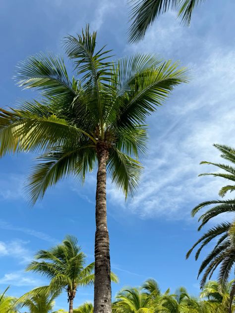 pretty palms in mexico Palm Trees, Trees, Pins, Mexico