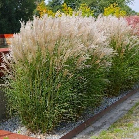 Ornamental Grass Landscape, Tall Ornamental Grasses, Miscanthus Sinensis, Fountain Grass, Gladioli, Grasses Landscaping, Sloped Garden, Invasive Plants, Grasses Garden