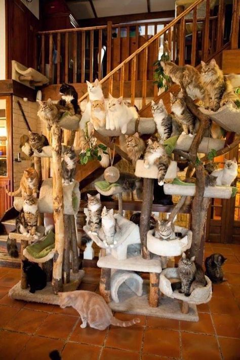 Katt Diy, Chat Diy, Cool Cat Trees, Cat Patio, Cat Tree House, Diy Cat Tree, Cat House Diy, Cat Towers, Cat Post