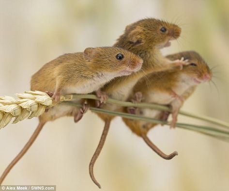 Harvest Mice, Harvest Mouse, Mouse Pictures, Pet Mice, Cute Mouse, Hamsters, Woodland Creatures, Rodents, Cute Creatures