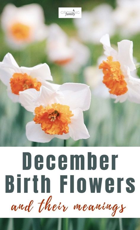 What Is Decembers Birth Flower, December Flower Narcissus, Narcissus Flower Meaning, December Flower Tattoo Birth Month, December Birth Flower Tattoo Narcissus, December Birth Flowers, December Birth Flower Narcissus, Birth Flower December, Birth Flower Painting