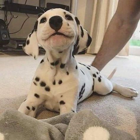 Dalmatian Puppy, Dalmatian