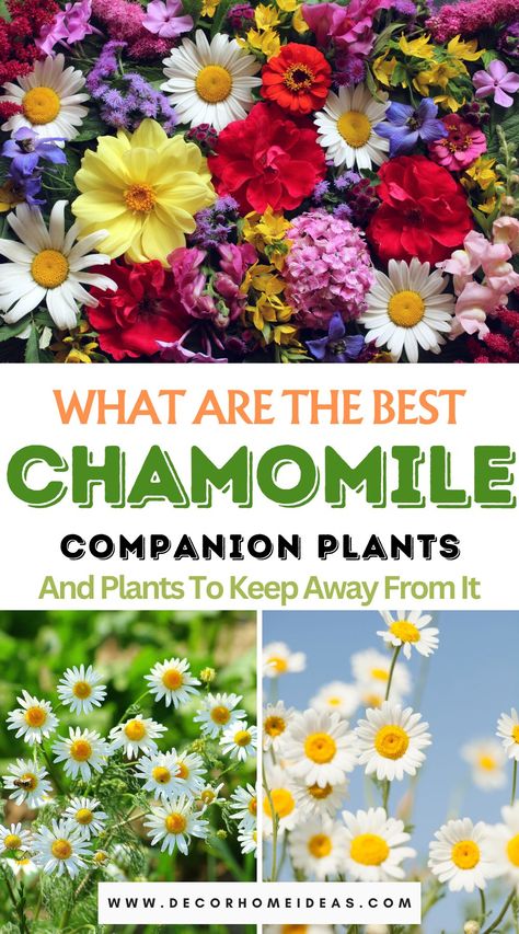 Discover the ideal companions for chamomile and learn which plants to keep at bay in your garden. Explore the perfect plant pairings and strategies for a thriving chamomile garden with our comprehensive guide. Chamomile Garden, Herb Companion Planting, Strawberry Companion Plants, Plant Pairings, Chamomile Growing, Companion Planting Chart, Chamomile Plant, Cabbage Worms, Garden Companion Planting