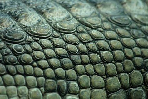 Photograph Of Crocodile Reptile Animal Scale | Pet And Animals ...: Mjoll The Lioness, Sunless Sea, Kate Bishop Hawkeye, Brother From Another Mother, Disney Pixar Movies, Alligator Skin, Arkham Asylum, Young Avengers, Aesthetic Green