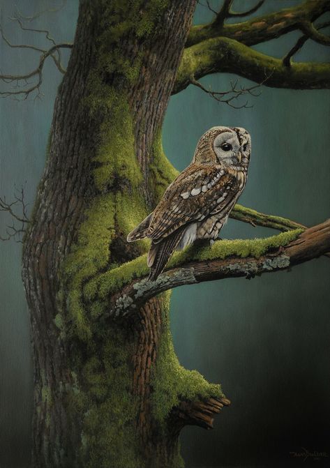 Hans Bulder Bird Kite, Barred Owl, Beautiful Owl, Owl Bird, Owl Art, Pretty Birds, Wildlife Art, Bird Watching, Bird Art