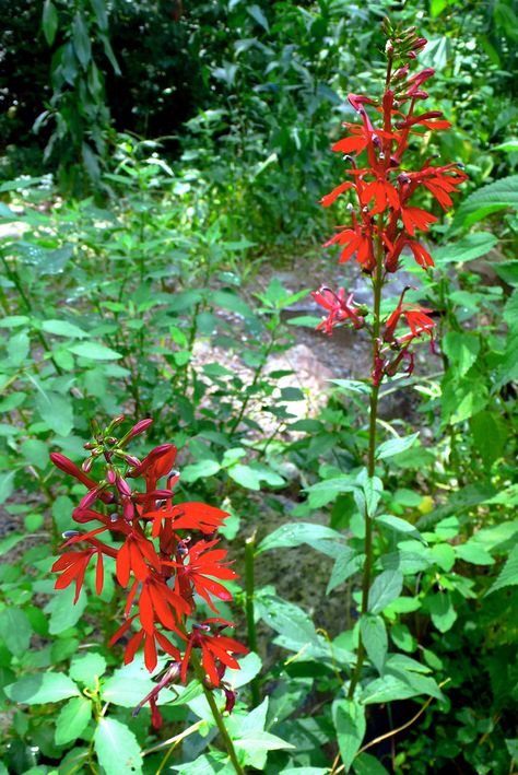 Zone 6 Plants, Lobelia Cardinalis, Front Yard Flowers, Perennial Bulbs, Cardinal Flower, Perennial Flowers, Flower Red, Pollinator Garden, Rain Garden