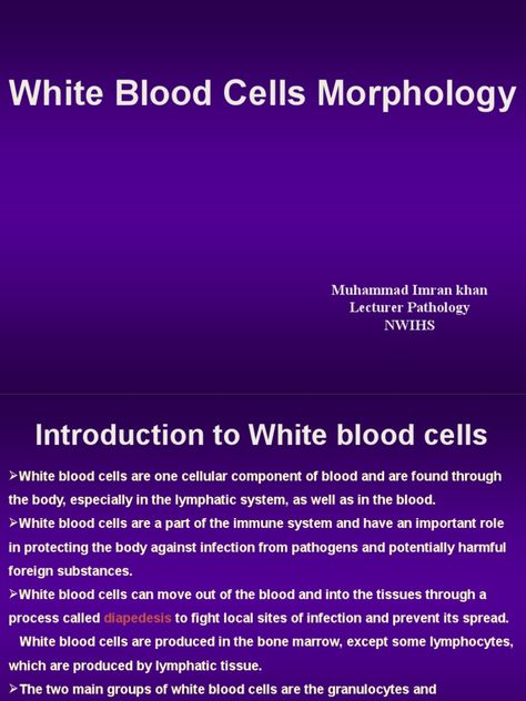 WBC Morphology | PDF | White Blood Cell | Granulocyte Function Of Blood, White Blood Cell, B Cell, Cell Line, White Blood, T Cell, White Blood Cells, Bone Marrow, Red Blood Cells