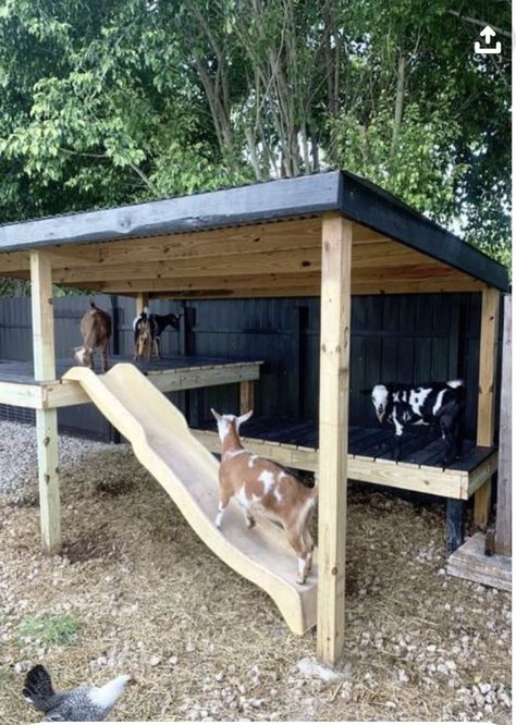 Goat And Pig Pen, Building Pig Pens, Fence For Goats Ideas, Farm Pasture Layout, Simple Goat Pen, Farm Animal Pen Ideas, Goat Play Structures, Building A Goat Pen, Farm Animal Shelter Ideas