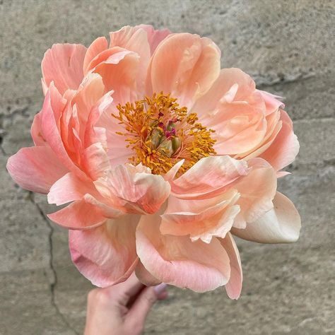 Marlee Rose Imbarrato - FLEUR on Instagram: “My ‘Coral Charm’ peonies are aging like fine wine ✨ I quite prefer them at this stage versus their saturated color as a tighter bloom . . .…” Lemon Chiffon Peony, Peony Coral Charm, Aging Like Fine Wine, Floral Reference, Coral Peony, Peony Cake, Loose Florals, Coral Charm Peony, Floral Design Classes