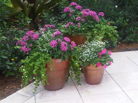 bacopa, diamond frost, Pentas & Impatiens Pentas Flower, Double Impatiens, Diamond Frost, Container Gardening Flowers, Backyard Greenhouse, Sunrooms, Container Gardens, Container Flowers, Yard Work