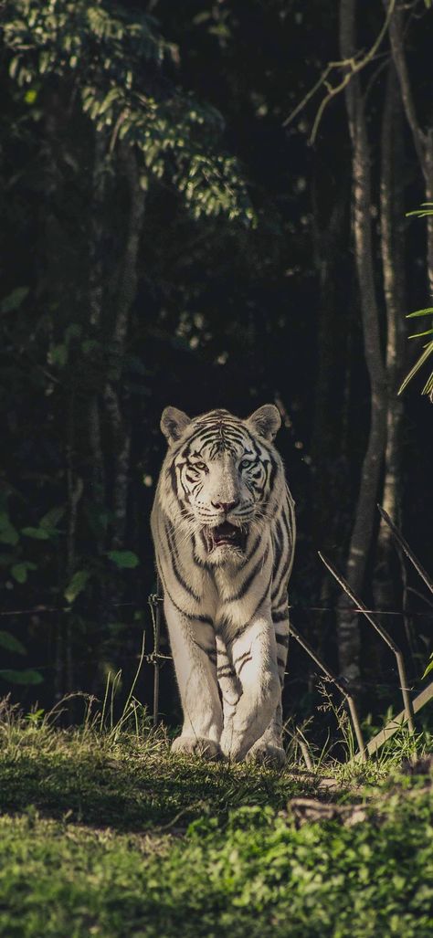 Tiger Hd Wallpapers, White Tiger Wallpaper, 4k Wallpaper Iphone, Tiger Wallpaper, White Tiger, Hd Wallpapers, Hd Wallpaper, Phone Wallpaper, Iphone Wallpaper