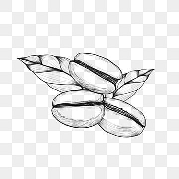 sketch,line,coffee beans,plant,coffee,sketch,coffee beans Coffee Plant Sketch, Coffee Bean Plant, Beans Plant, Coffee Sketch, Plant Sketch, Bean Plant, Coffee Shot, Coffee Plant, Leaf Texture