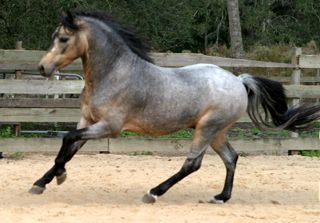 This is a questioning color. It is a Buckskin, but doesn't look like a Roan. May have a White Cap (a Blanket without spots) or white ticking. Roan Horse, Unusual Horse, Horse Beautiful, Buckskin Horse, Horse Markings, Horse Coats, Horse World, All The Pretty Horses, Horse Crazy