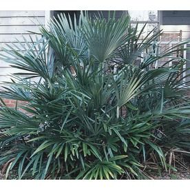 Needle Palm Feature Shrub In Pot (With Soil) (L14458) Nursery Needle Palm, Potted Palm Trees, Potted Palms, Tropical Backyard, Courtyard Gardens Design, Carpet Bathroom, Shop Tools, Palm Desert, How To Attract Hummingbirds