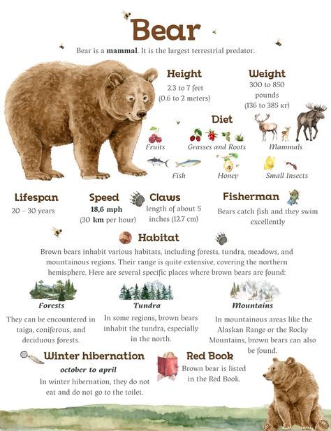 Zoology Aesthetic Notes, Bear Therian, Bear Facts For Kids, Bear Fursona, Zoology Notes, Bear Crafts Preschool, Facts About Bears, Animal Fact File, Bear Facts