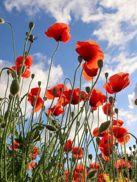 Premium Photo | Vivid poppy field beautiful red poppy flowers on green fleecy stems grow in the field Poppy Flower Aesthetic, Poppy Photos, Flower Studies, Flowers Poppy, Poppy Photo, Red Poppy Flower, Poppy Fields, Painting References, Hunter Hunter