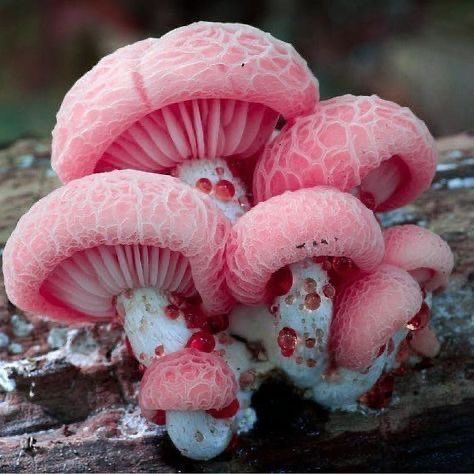 Pink Mushrooms, Mushroom Core, Mushroom Plant, Mushroom Pictures, Plant Fungus, Mushroom Fungi, Wild Mushrooms, Mushroom Art, Pretty Plants