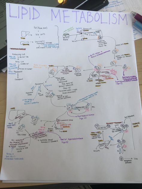 Lipid metabolism Lipid Metabolism Notes, Lipids Biochemistry Notes, Lipids Biochemistry, Lipid Metabolism, Biochemistry Notes, Mental Map, Medical Student Motivation, Teaching Chemistry, Biology Facts