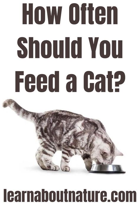 How Often Should You Feed a Cat? What To Feed Cats, Cat Feeding Schedule, Cat Age Chart, Nature Website, Cat Feeding Station, Eating Schedule, Land Animals, Cat Nutrition, Cat Ages