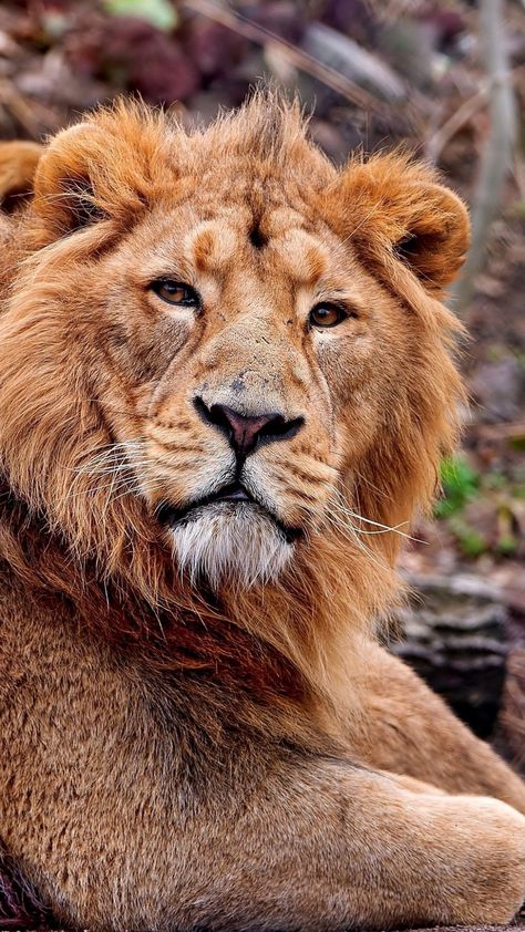 Gir Forest, Asiatic Lion, Lion Photography, Big 5, Wild Creatures, Endangered Animals, Cat Family, Large Cats, A Lion