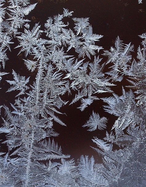 According to Bailey the Ice Garden has a scent of roses, ice and sugar. They remind him of the spun-sugar flowers sold by vendors in the courtyard. Snowflakes Photography, Dry Ice Experiments, Ice Garden, Snowflake Photography, Winter Poems, Snowy Cabin, Ice Texture, Frozen Art, Dark Tree