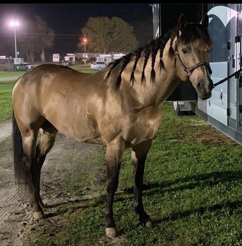 Buckskin Barrel Horse, Horse Buckskin, Aqha Horses, Buckskin Horse, Classic Equine, Dream Horse Barns, Equestrian Aesthetic, Barrel Racing Horses, Rodeo Horses