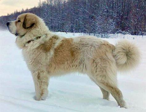 Pyrenean Mastiff, Caucasian Shepherd Dog, Caucasian Shepherd, Livestock Guardian Dog, Livestock Guardian, Dog Sketch, Giant Dogs, Pretty Dogs, Fluffy Dogs