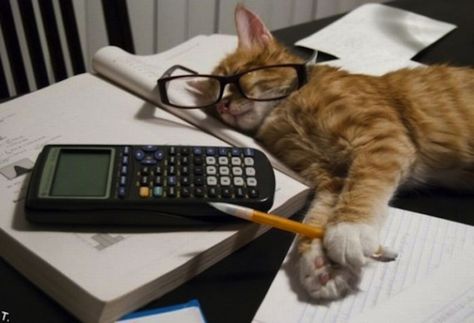 Obviously, this cat had a good math study session with his TI-83 Plus. "Repin" if you agree. Maths For Beginners, Accounting Jokes, Studying Funny, Accounting Humor, Studying Memes, How To Stop Snoring, Tired Of Work, Calculus, Good Jokes