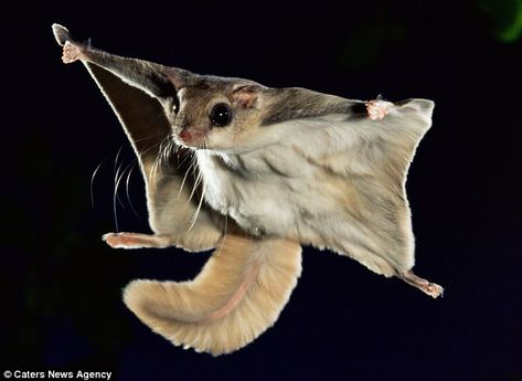 Flying squirrel-- http://newsforsquirrels.blogspot.com/2012/07/incredible-flying-squirrel-photos.html Flying Squirrel Pet, Japanese Flying Squirrel, Flying Squirrel, Sugar Glider, Weird Animals, Cute Creatures, Animals Friends, Beautiful Creatures, Animal Kingdom