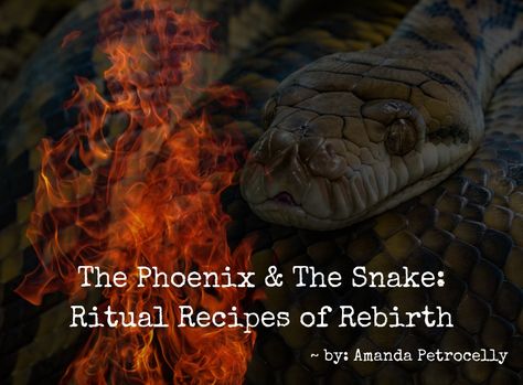 The Phoenix & The Snake: Ritual Recipes of Rebirth ~ Amanda Petrocelly Rebirth Ritual, Snake Shedding, Creative Development, Broom Closet, Magical Book, Hedge Witch, Moon Cycles, Beltane, Wild Woman