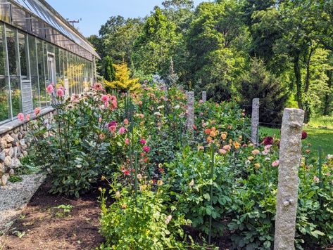 Staking Dahlias Gardens, How To Stake Dahlias, Staking Dahlias, Dahlia Bed Design, When To Plant Dahlia Tubers, Dahlia Companion Plants, Vegetable Greenhouse, Dahlia Tuber Planting, Bedford New York