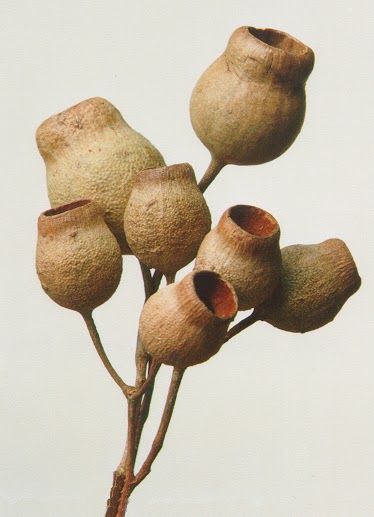 gum nuts Australian Trees, Australian Wildflowers, Seed Pots, Australian Flowers, Australian Native Flowers, Native Australians, Australian Plants, Australian Native Plants, Australian Flora