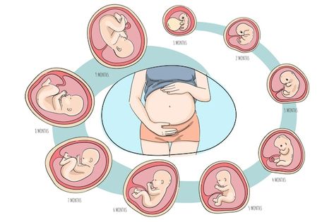 Free vector collection of fetal developm... | Free Vector #Freepik #freevector #baby-womb #fetus #embryo #baby-set Cat Accessories Diy, Biology Jokes, 40 Weeks Pregnant, Pregnancy Art, Science Stickers, Fetal Development, Jolly Phonics, Reflection Photography, Development Board